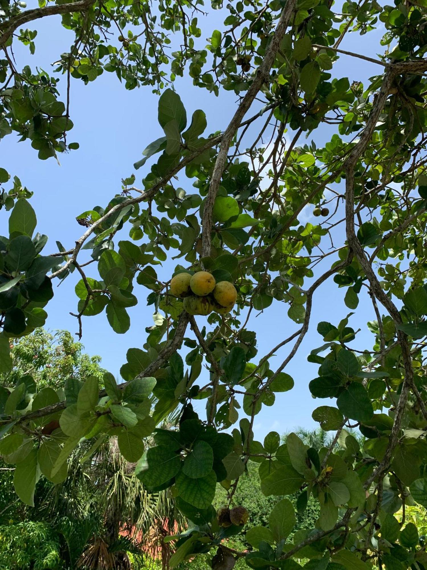 HomunQuinta Yaaxbe别墅 外观 照片